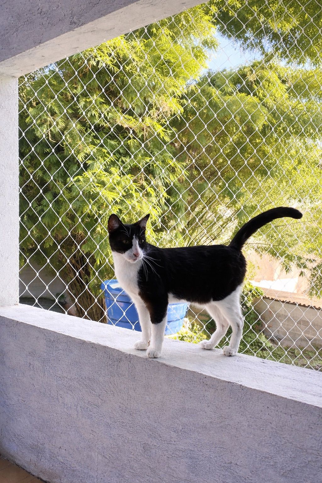 Gato preto no parapeito com rede
